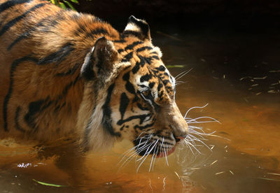 Close-up of a cat drinking water