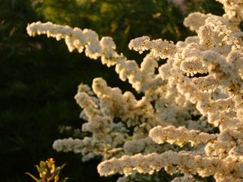 Close-up of white flowering plant in winter