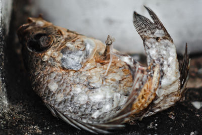 Close-up of dead fish