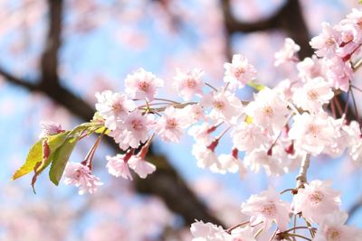 Close-up of pink cherry blossoms in spring