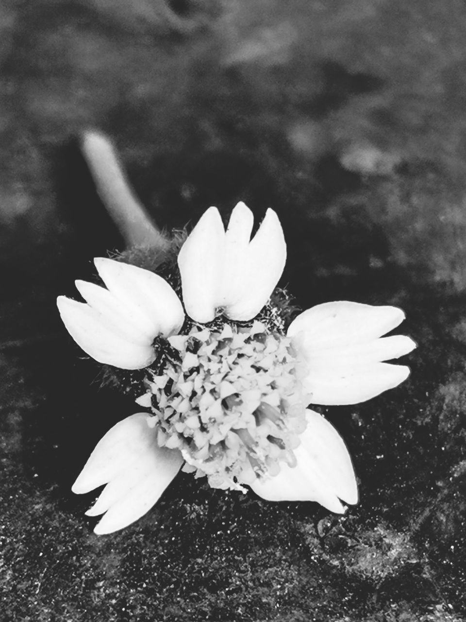 CLOSE-UP OF WHITE ROSE FLOWER