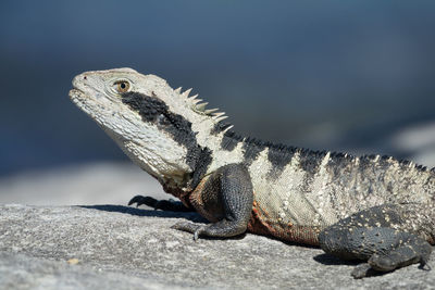 Close-up of lizard