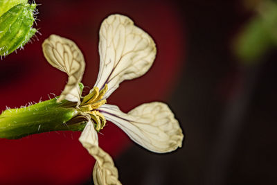 Close-up of wilted flower against blurred background