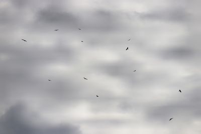 Low angle view of birds flying in sky