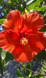 Close-up of red hibiscus flower