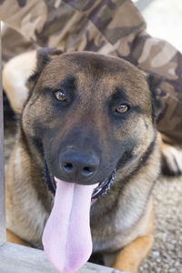 Close-up portrait of a dog