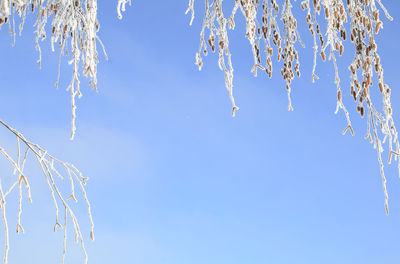 Low angle view of icicles against clear blue sky
