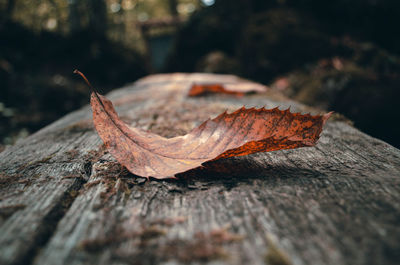 Close-up of maple leaf on wood