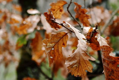 Close-up of leaves on tree