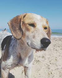 Close-up of dog on beach against sky