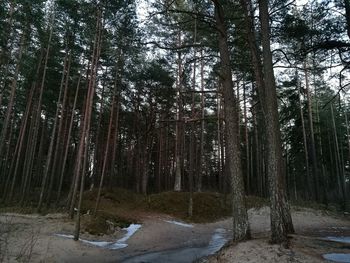 Trees in forest against sky