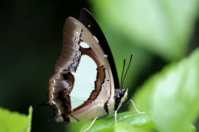 Close-up of insect on leaf