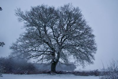 Bare tree on snow covered field against sky