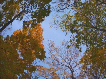 Low angle view of trees against blue sky