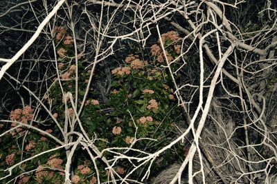 Close-up of tree trunk in forest