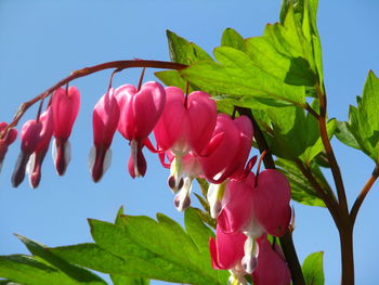 Close-up of pink flowering plants against sky