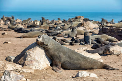 View of sea lion on beach