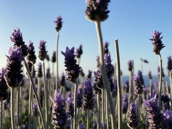 Selective focus on lavender flowers against blue sky