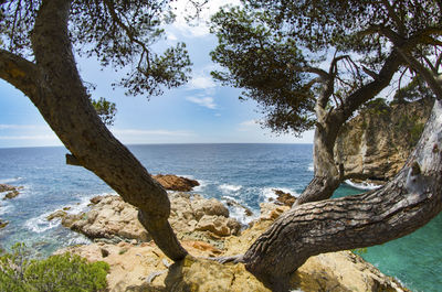 Trees growing on rocky shore by sea against sky