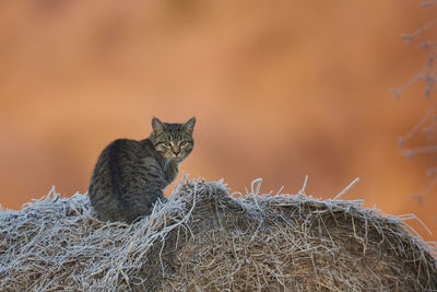 Cute cat during a cold winter morning in full backlight