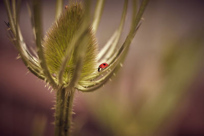 Close-up of ladybug on plant