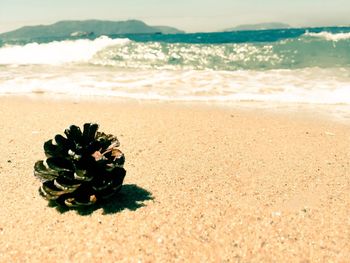 Close-up of flower on beach