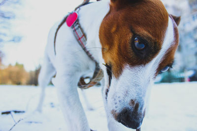 Close-up of dog looking away