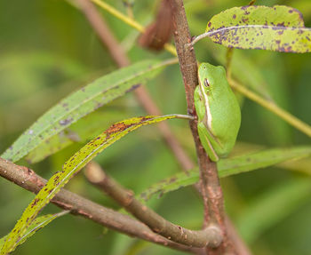 Close-up of lizard on leaf