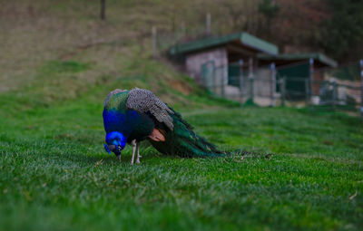 View of a bird on field