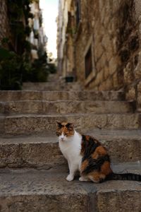 Cat sitting on steps