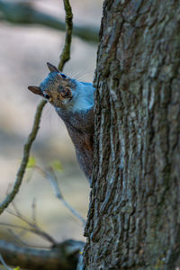 Close-up of squirrel on tree trunk