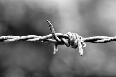 Close-up of barbed wire in black and white