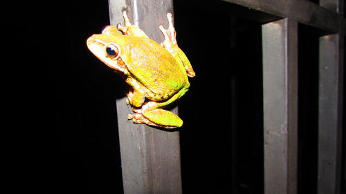 Close-up of lizard