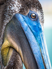 Close-up of pelican