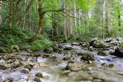 Stream flowing through rocks in forest