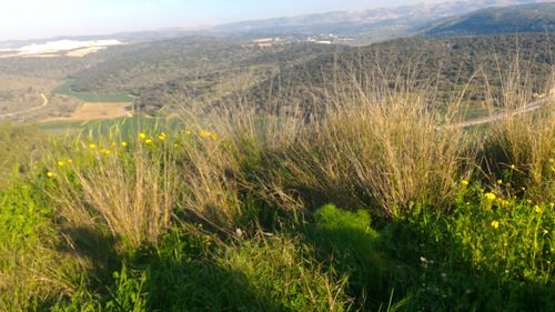 Scenic view of landscape