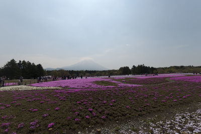 Pink flowers in field