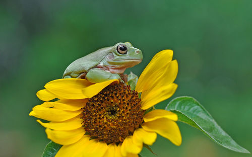 Close-up of frog on yellow flower