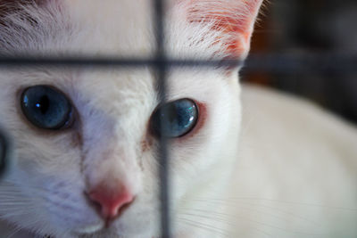 Close-up portrait of a cat