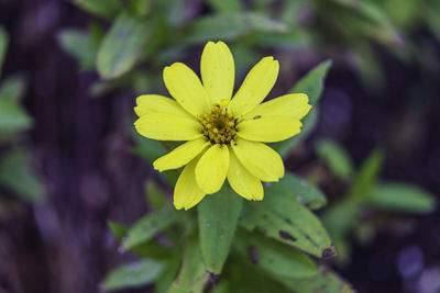 Close-up of yellow flowering plant