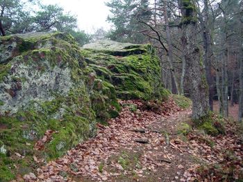 Trees in forest