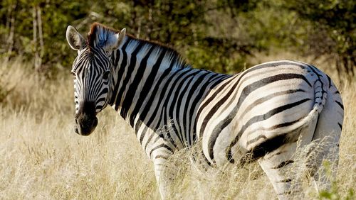 Side view of zebra standing in grass