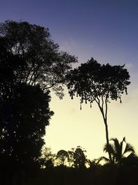 Low angle view of silhouette trees against sky