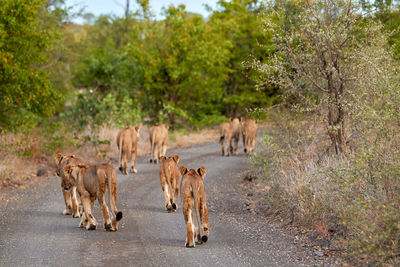 Pride of lions walking over the road in kruger