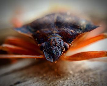 Close-up of insect