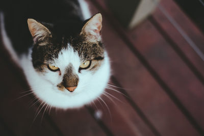 Close-up portrait of cat