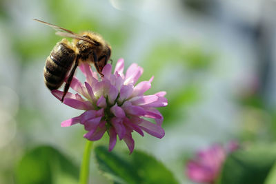 Close-up of bee pollinating on pink flower