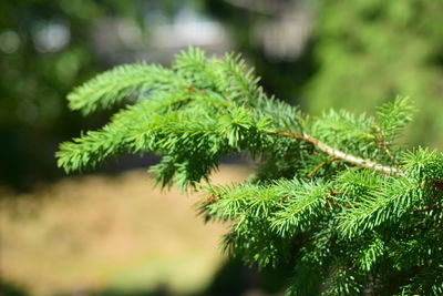 Close-up of pine tree