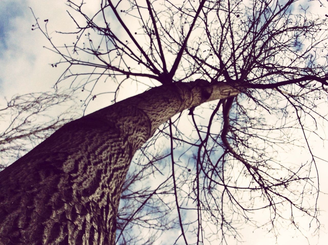 bare tree, branch, tree, low angle view, sky, tree trunk, tranquility, nature, dead plant, outdoors, beauty in nature, no people, day, scenics, cloud - sky, silhouette, tranquil scene, dried plant, growth, cloud