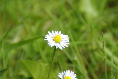 Close-up of white flower blooming outdoors